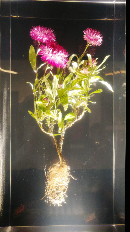 フラワーアーティスト東信の作品