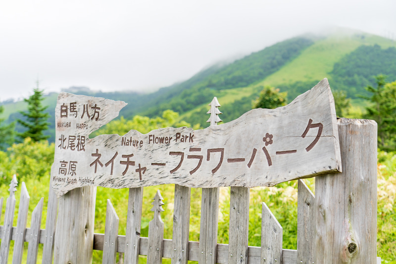 フラワーパークは今が見頃。地元の貴重な野生種が楽しめますよ