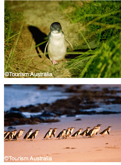 ビクトリア州メルボルン郊外フィリップ島のペンギンパレードを毎晩ライブ配信する