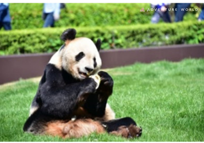 パンダの「永明」