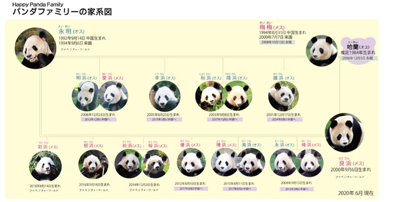 パンダファミリーの家系図