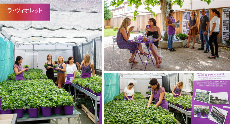 「トゥールーズバイオレット」も代表的な色。コスメや食品なども販売