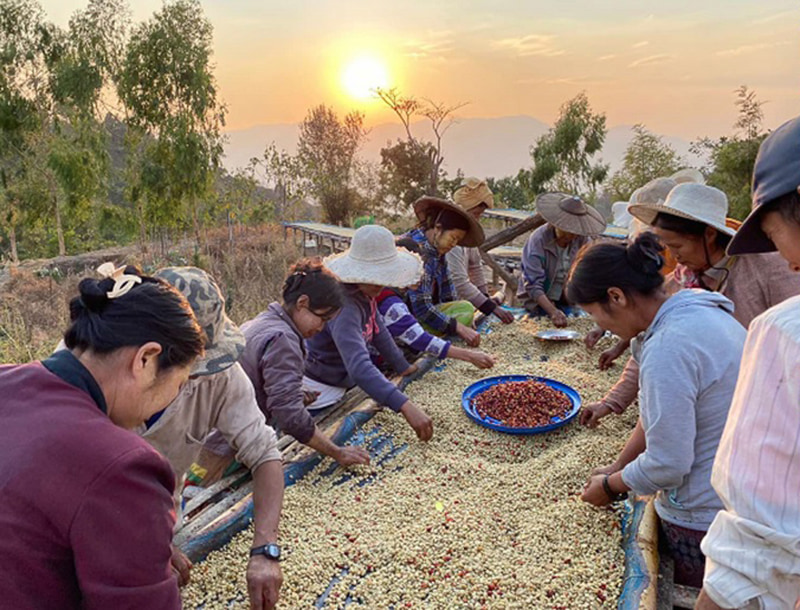 「ミャンマーのコーヒー豆」を9月23日に発売する