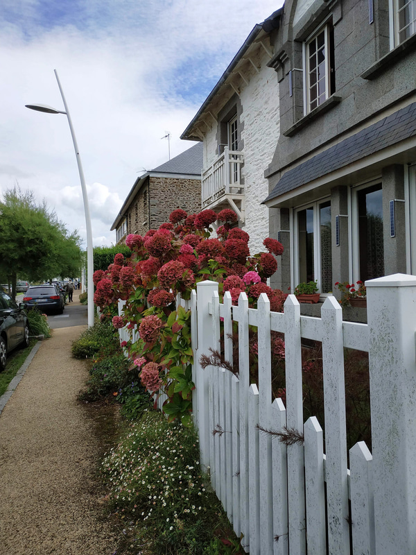 砂浜周辺にはかわいらしい家が建ち並んでいます。ブルターニュ地方ではアジサイの花をよく見かけます