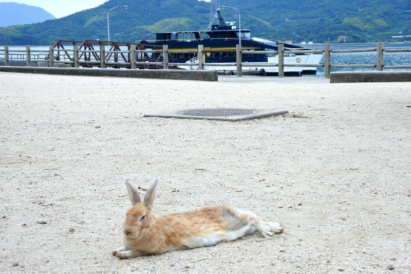 まったりくつろぐうさぎとクルーザーの2ショットをパチリ