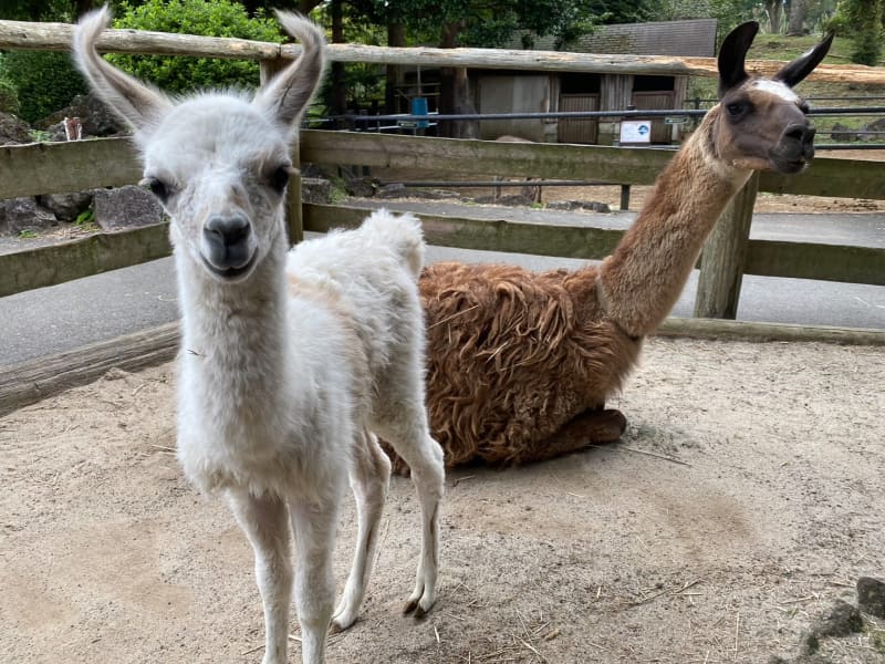 伊豆シャボテン動物公園はラマの赤ちゃんが誕生したことを発表した