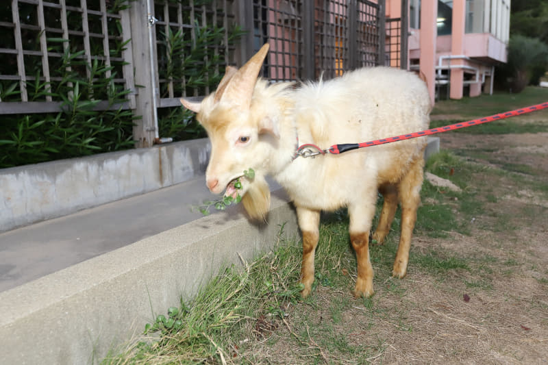 施設を見学中にヤギに雑草を食べさせている株式会社下電ホテル 代表取締役社長の永山久徳氏に遭遇。ヤギは優秀な草刈り要員だそう