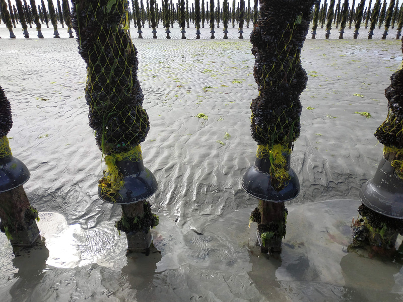 ヤドカリから守るためのプラスチックが杭の根元に付いています