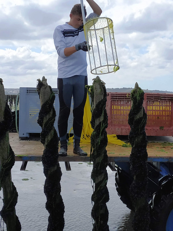 ムール貝が波で流されないように網をかけています