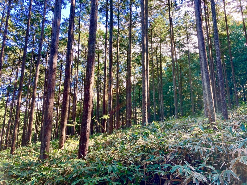 山共は森林レンタルサービス「forenta」を開始した