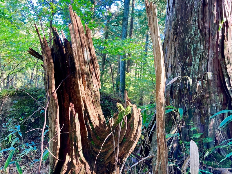 年間6万円で原野でのワイルドキャンプを楽しめる