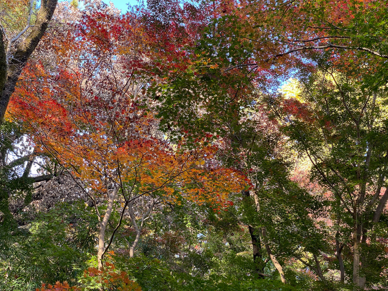 少し色づいた紅葉を見られて、秋を感じました