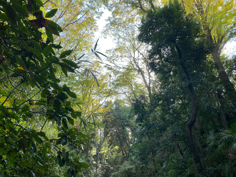 木々が生い茂っていて、超癒されます