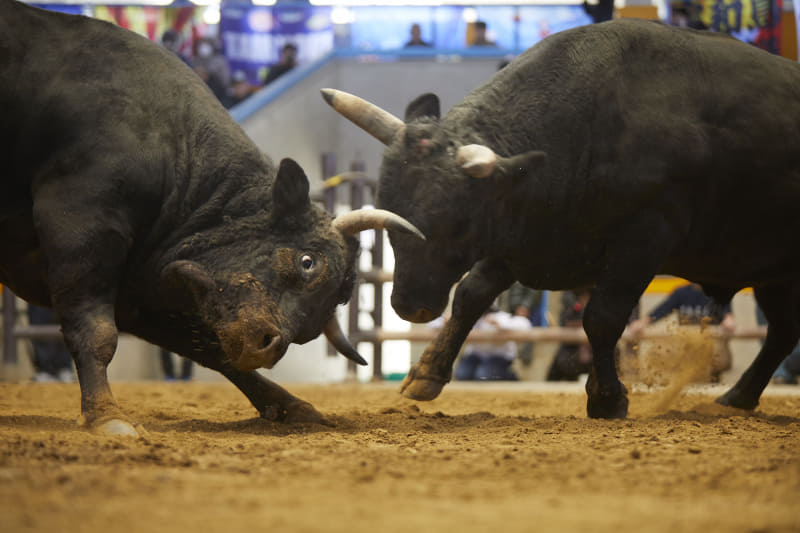 宇和島闘牛のオンライン体験イベント