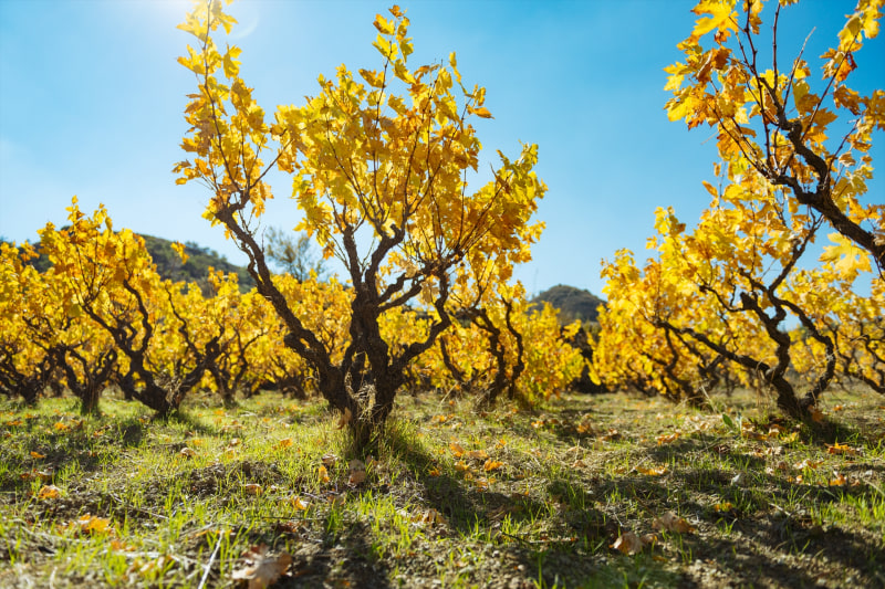 秋のブドウ畑（場所：レメソス、ルバラス村）