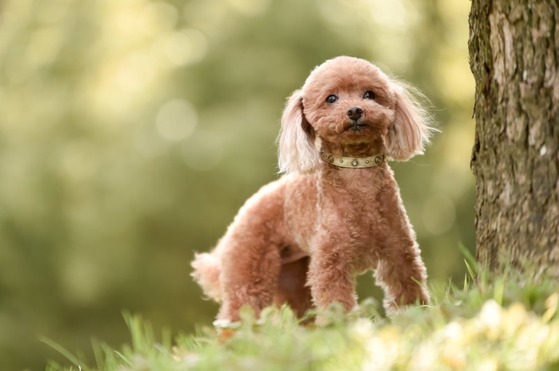 プライベートな庭にはドッグランも備える