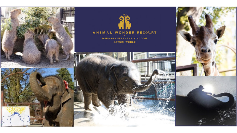 市原ぞうの国が「ANIMAL WONDER REZOURT（アニマル・ワンダー・リゾウト）」にリニューアル