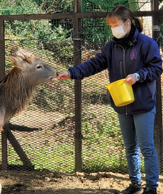 保護された野生鹿「ケープ」が暮らす「ケープの森」を公開