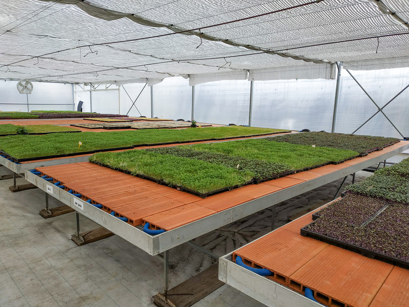 いろいろなマイクログリーンが元気に育っていました