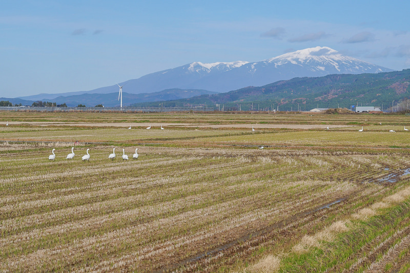 広大な庄内平野からは鳥海山もくっきり見渡せ、白鳥の戯れる姿も見られた