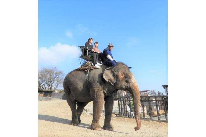 那須サファリパーク「ゾウライドサファリ」