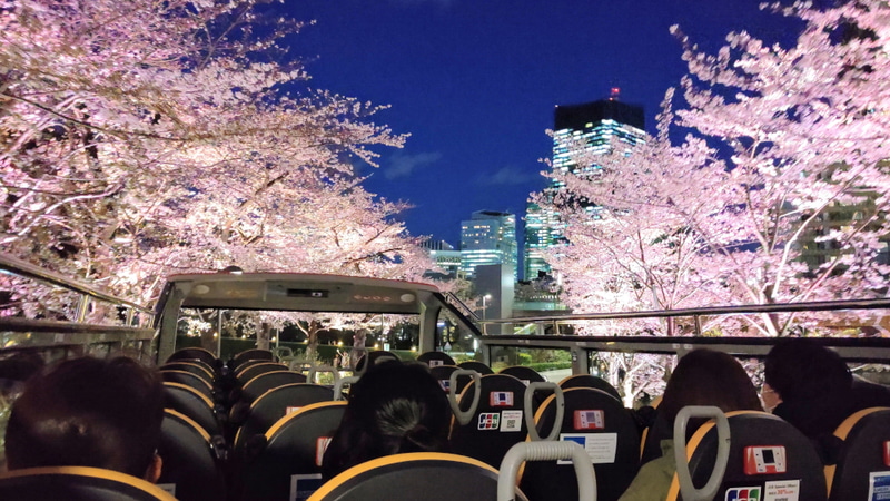 夜桜鑑賞