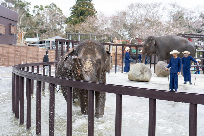 2頭のゾウが交互に水浴びを楽しんでいる