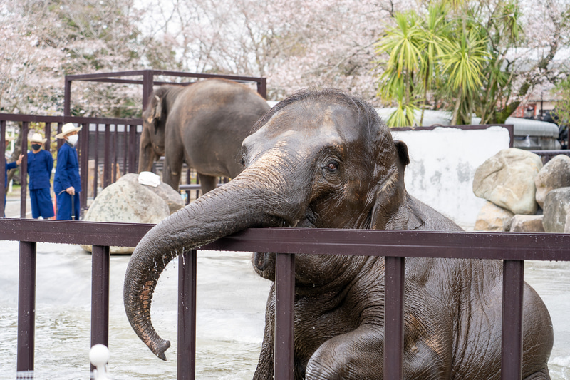 目の前の柵のところまでゾウが来ると本当に近い！