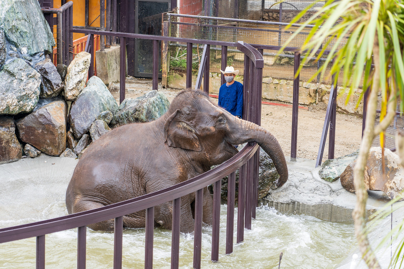 寝転がったり座ったりと、ゾウは水遊びが大好き