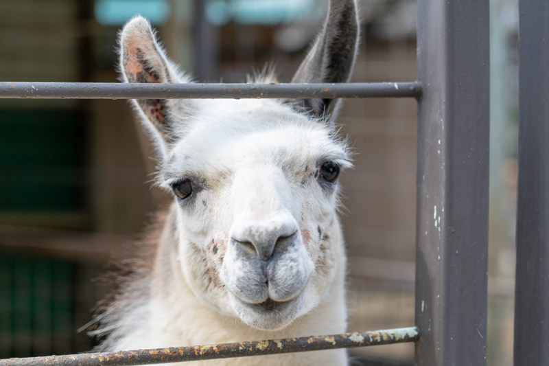 じぃっと見つめてくる
