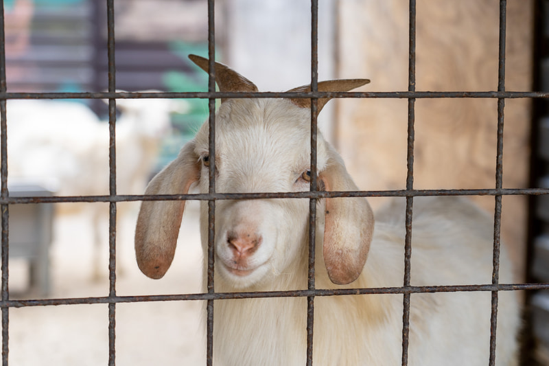 人懐っこく近寄ってくる