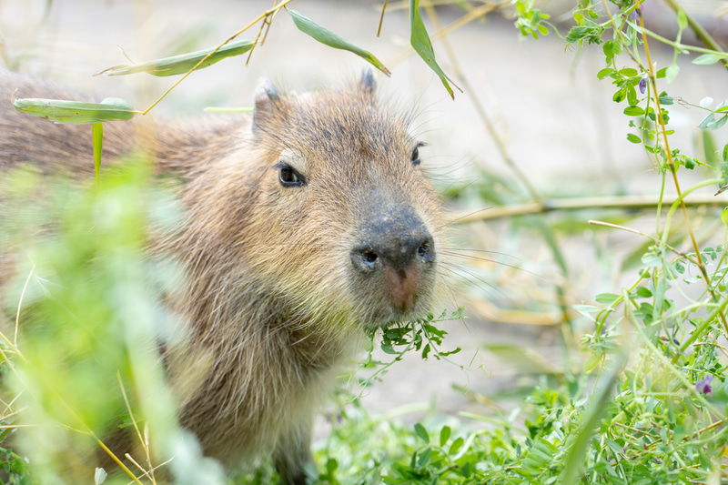 もくもくと草をはむカピバラ