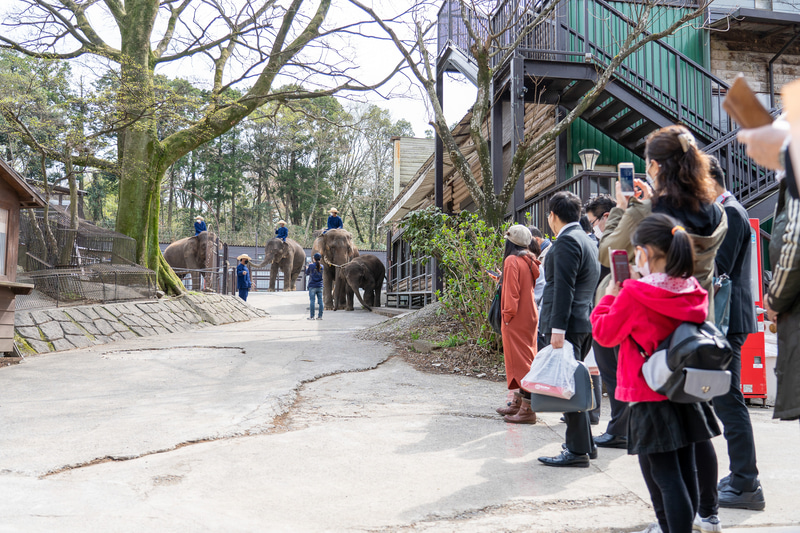 「エレファントビレッジ」からショーに向かうゾウたちを出待ちするお客さん