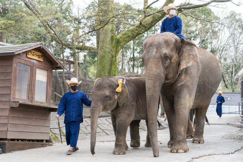 先頭は「マミー（右）」と「ら夢（左）」の親子