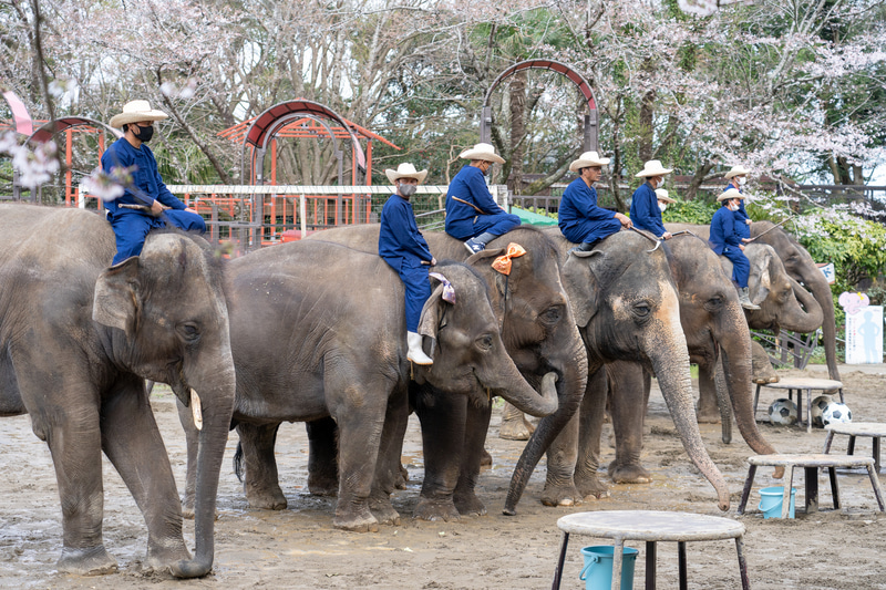 勢揃いすると圧巻。大きな拍手と歓声があがる