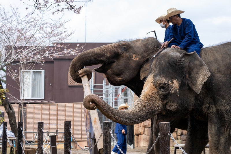丸太を運んだり
