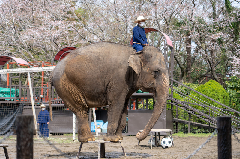 小さな丸台に乗ったり