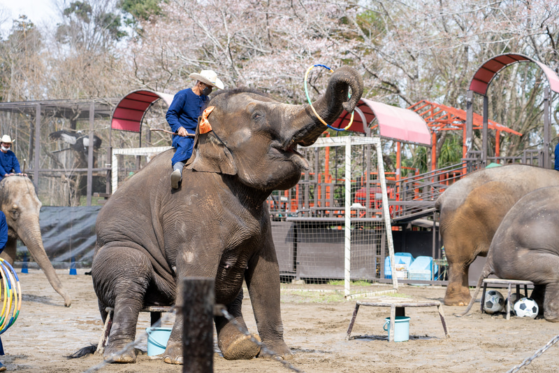 フラフープを回したり