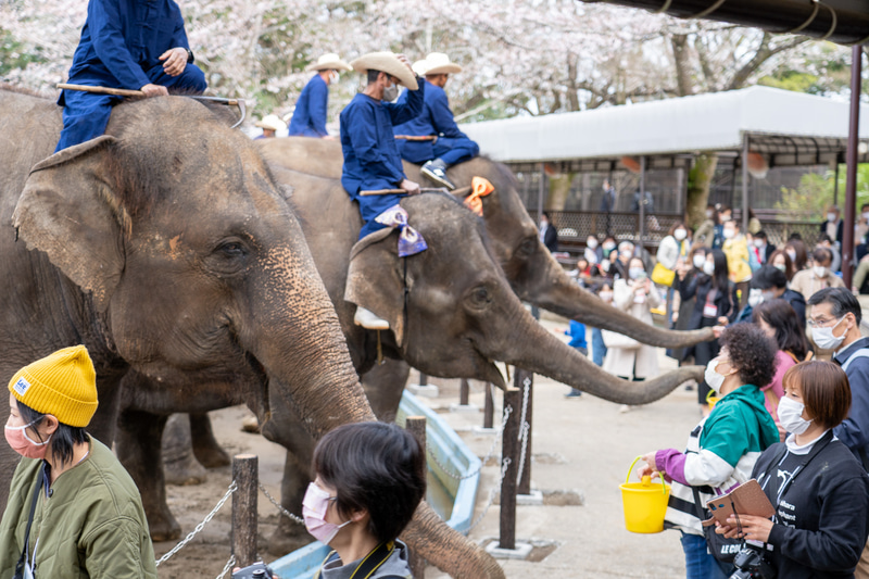 長い鼻があちこちで伸びている