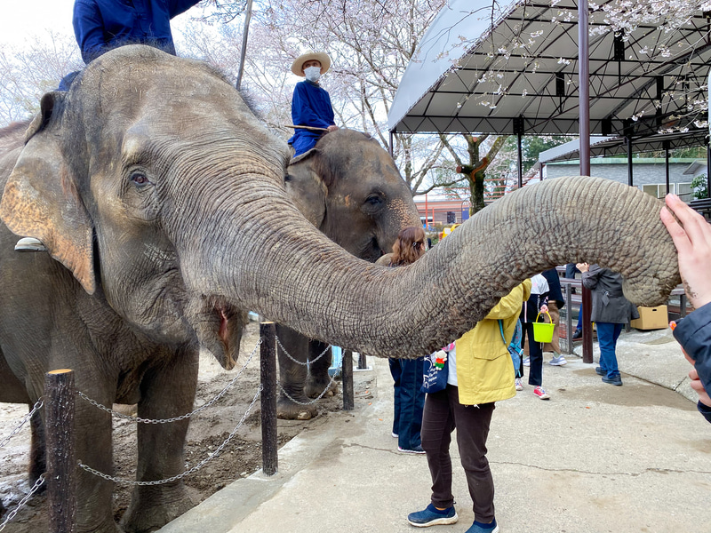 触った感じはザラザラとしていた
