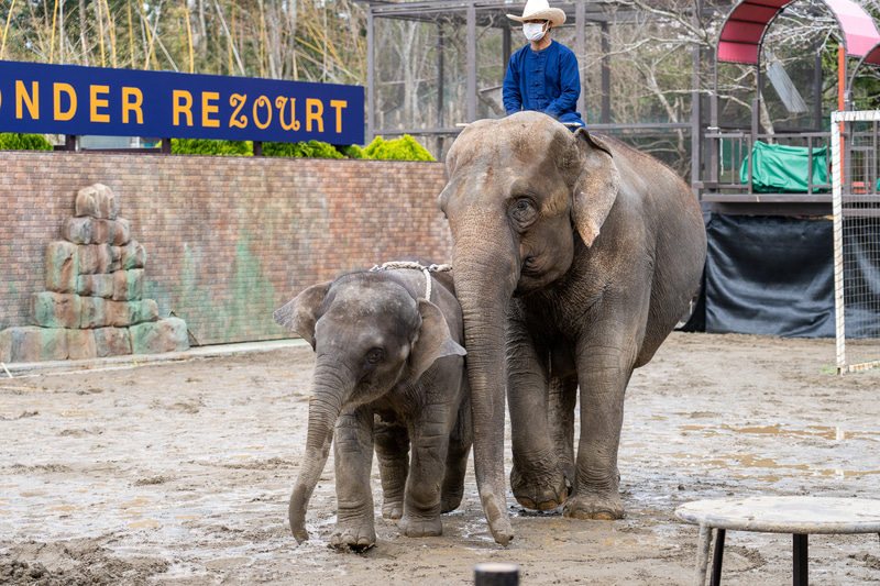 思わず欲しくなる動物ぬいぐるみを実物と比較。こちらはまだまだチビちゃんの「ら夢」