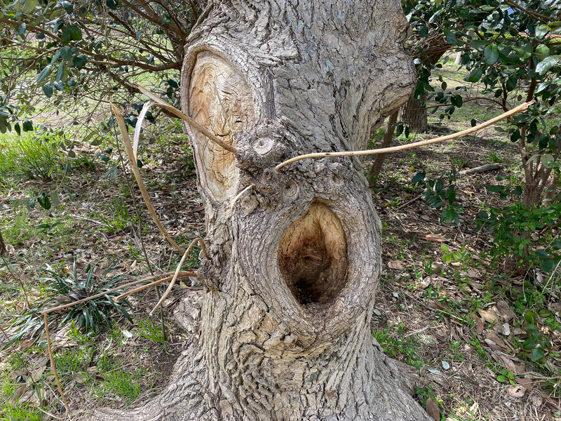 面白い形の木を発見