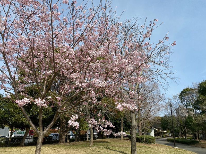 少しずつ開花する桜に、日本の春を感じます