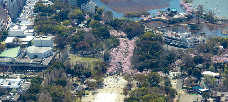 3密を避けてお花見