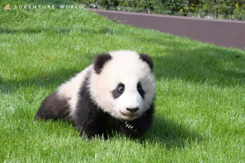 「楓浜」日光浴を開始