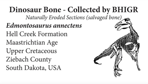 最も完全なトリケラトプスの化石を展示する Dinoscience 恐竜科学博 ララミディア大陸の恐竜物語 恐竜好きアイドル 日向坂46 小坂菜緒が公式アンバサダー トラベル Watch