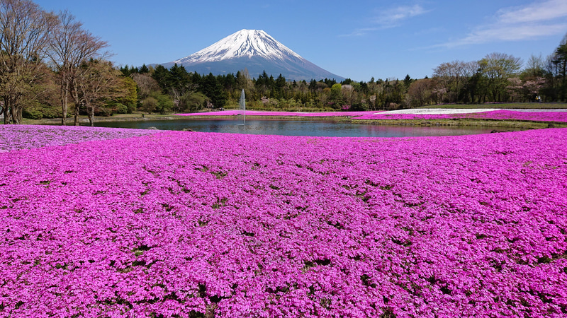 富士急行が「2021富士芝桜まつり」を開催する