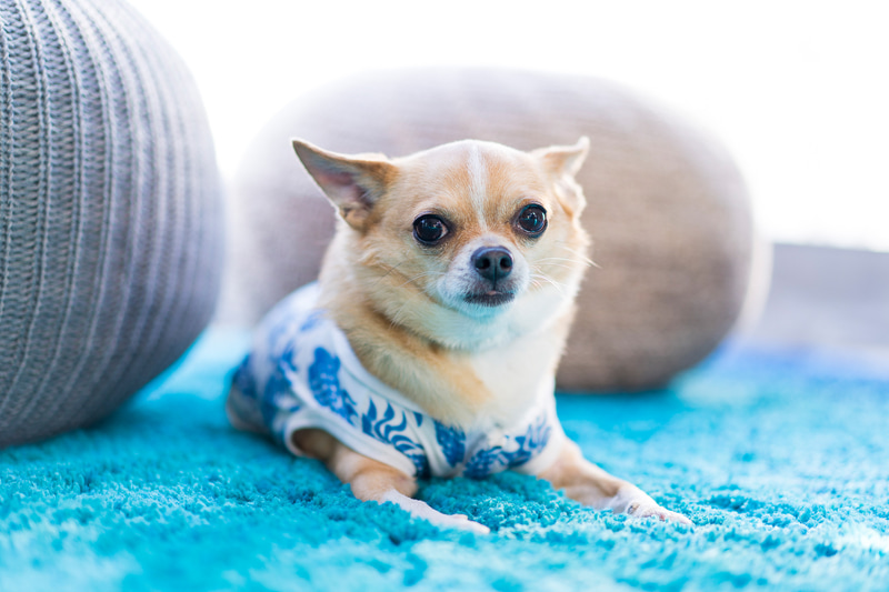 ペット同伴にも対応する