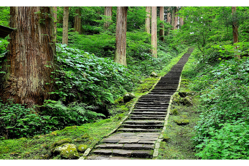 羽黒山の杉並木