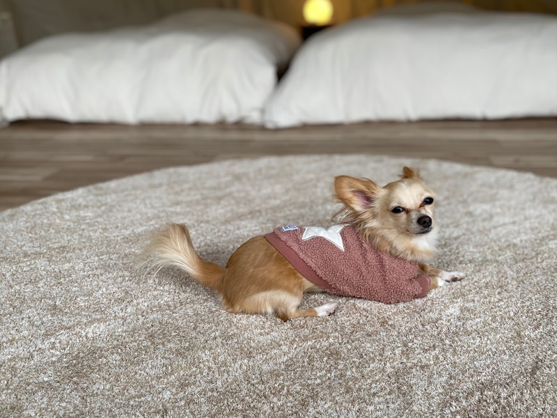 愛犬と泊まれるグランピングも